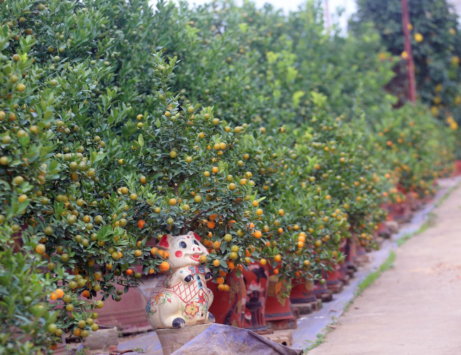 Quất bonsai ngự trên lưng linh vật hay trong bình gốm được người dân Thủ đô ưa chuộng trong nhiều năm trở lại đây.