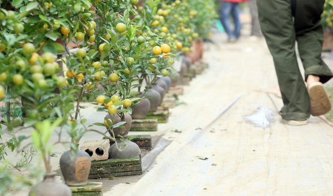 Để nghề trồng quất tại Tứ Liên luôn được lưu giữ mãi trước quá trình đô thị hóa.