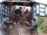 Tin tức trong ngày - Cấm chặt phá, mua bán đào rừng từ Tết Tân Sửu: Giữ nét đẹp núi rừng