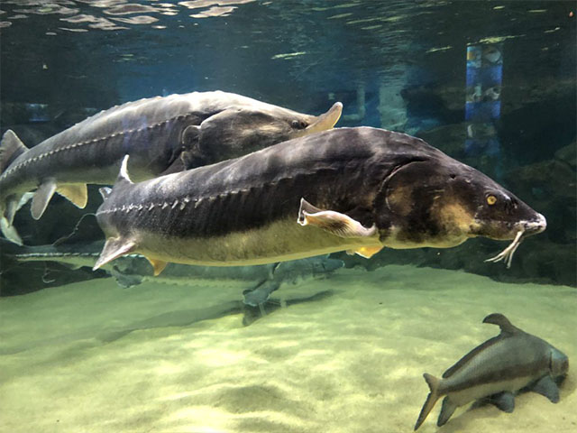 Thế giới - NÓNG nhất tuần: Đập Tam Hiệp khiến loài cá to như cá mập trên sông Dương Tử tuyệt chủng?