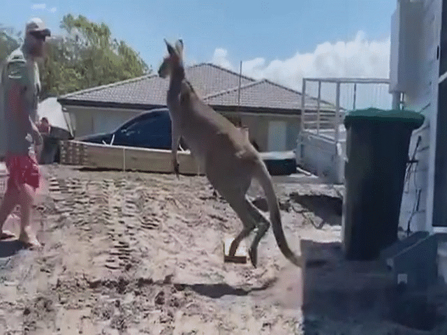 Video: Bị người đàn ông xua đuổi, kangaroo "điên tiết" tung đòn đánh gục