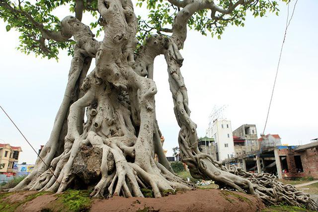 Hai chiếc rễ to buông xuống hai bên thân cây nhìn như một chiếc ngai vàng (nghế ngồi của vua). (Ảnh: Dân Việt)