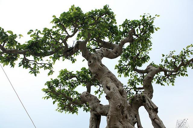 Cây sanh "ngai vàng" có bông tán đẹp.