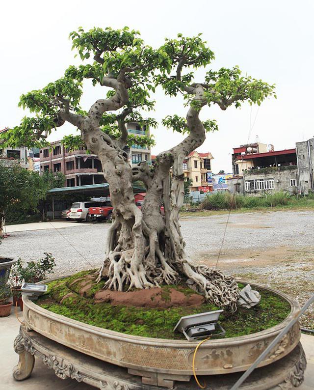 Cây “ngai vàng” có chiều cao hơn 2 mét, một thân chính đường kính chừng 40 cm. Ảnh: Dân Việt.