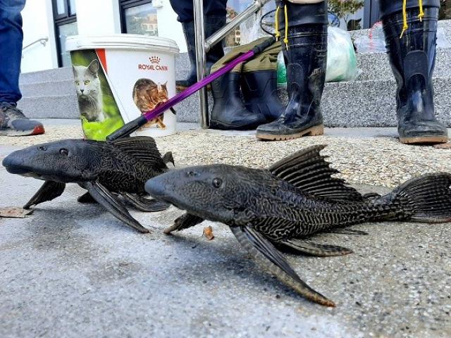 Thế giới - Loài cá dọn bể Amazon đang gây họa ở Đài Loan