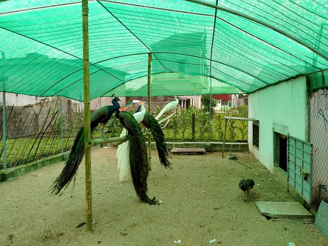 Từ nuôi chim trĩ, anh Luân chuyển sang nuôi chim công, bán mỗi cặp từ 30-40 triệu đồng.