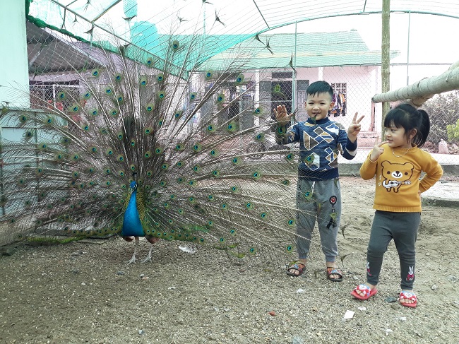 Từ loài vật hoang dã, anh Luân đã thuần hóa những con công trở nên gần gũi với con người và có thể điều khiển chúng múa.