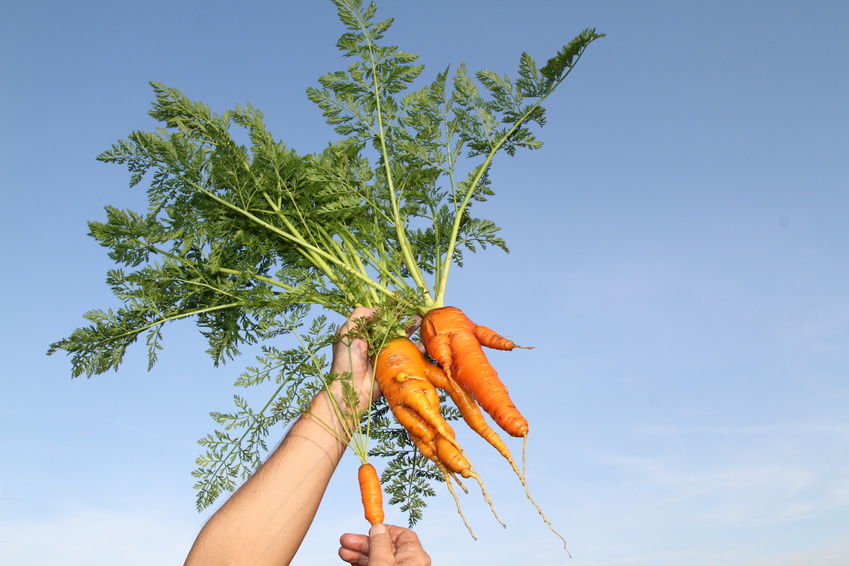 5 tác dụng phụ của cà rốt bạn cần phải biết để bảo vệ sức khỏe - 1
