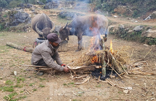 Người dân đang đốt rơm dạ sưởi ấm cho trâu tại thôn Mỏ Phàng xã Thượng Phùng (1 trong 3 xã biên giới của huyện Mèo Vạc)