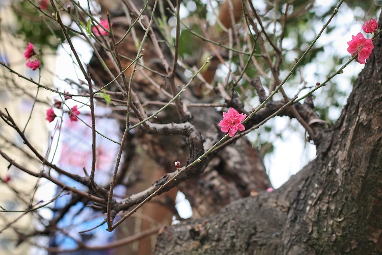 “Nếu không cho nhiều hoa và lộc, cành đào cổ đến mấy cũng chỉ giống như cây củi khô” – Chị Hoan, chủ một vườn đào cổ thụ chia sẻ.