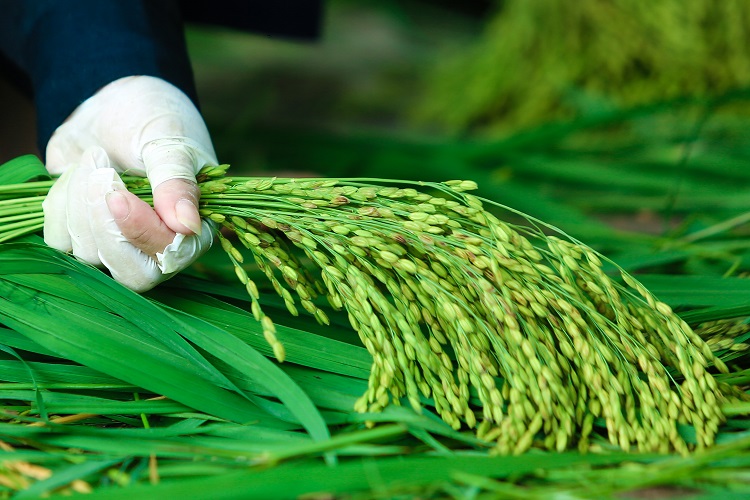 Nguyên liệu làm cốm là lúa nếp. Có nhiều loại lúa nếp có thể làm cốm như: nếp lương phượng, lúa nếp thơm, nếp tan, nếp quýt… Nhưng người dân Mễ Trì thường chỉ chọn loại nếp cái hoa vàng trồng trong làng.