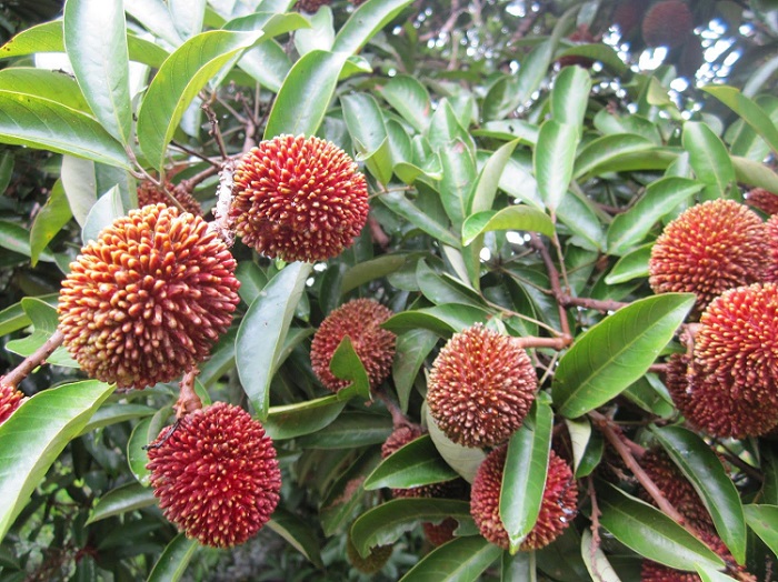 Cây Pulasan thường chỉ mọc ở những vùng đất ẩm cao từ 110 - 350m. Quả của nó có chiều dài khoảng 5 - 7,5cm, vỏ dày, sần sùi và có gai.