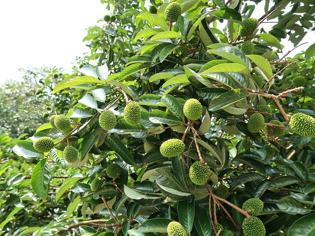 Quả Pulasan khi còn non