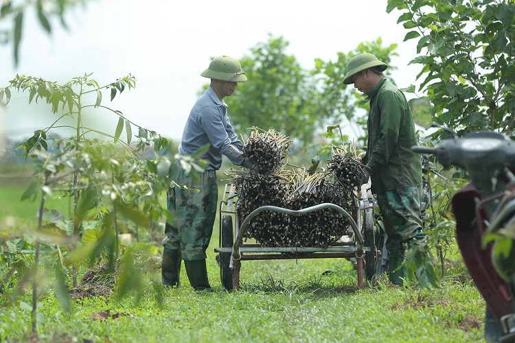 Với một chiếc khăn dài 1,7m, nghệ nhân cần tới 4.800 cuống sen.