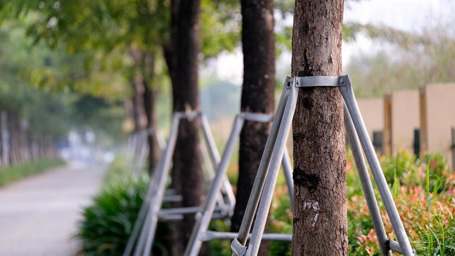 Cây trồng mới hoàn toàn trên đường Võ Chí Công, Nguyễn Chí Thanh, Phạm Văn Đồng... hiện đã bén rễ và phát triển tươi tốt.