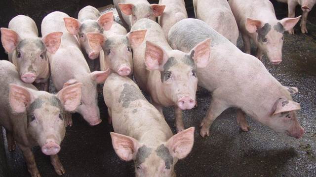 Như vậy, giá lợn hơi đã giảm tới 30 – 45% so với tháng 1.
