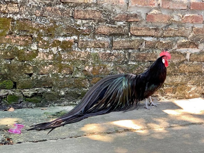 Gà Phượng Hoàng - Phoenix Onagado Nhật Bản. (Ảnh: Quang Nam).