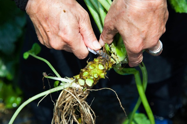 Wasabi cần nước nhưng nước phải sạch, tinh khiết và không ngập nước quá nhiều.
