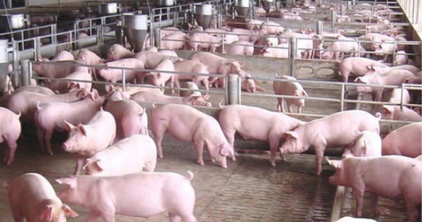 Gi á lợn hơi liên tục sụt giảm thời gian qua