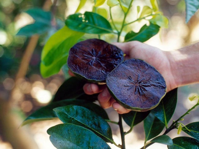 Độc đáo nhất chính là hồng đen (hồng sô cô la).&nbsp; Đây là loại cây ăn quả nhiệt đới có nguồn gốc từ Mexico, Florida, được du nhập và xuất hiện ở nhiều nơi như Úc, Đài Loan, Nhật Bản…
