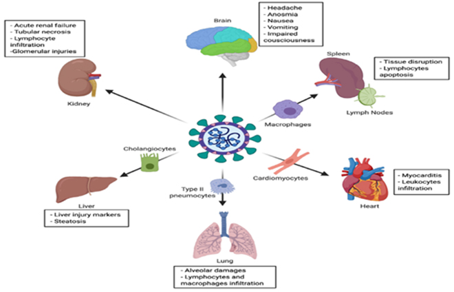 Các tác động của Coronavirus đến một số cơ quan nội tạng của cơ thể.