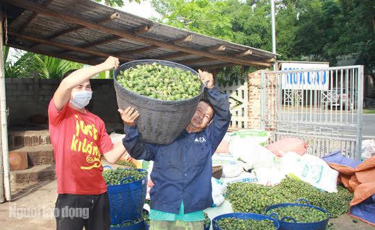 Cứ tới mùa cau, ông Hòa và hàng trăm người dân trong vùng chạy xe khắp các xã, huyện trong tỉnh để buôn cau. Trèo cau rất nguy hiểm. Mùa này, có hàng trăm người đi trèo cau. Cách đây khoảng 7 năm, ông thoát chết khi trèo 3 cây cau (ở xã Ngọc Khê, huyện Ngọc Lặc) cây nào cũng gãy. May mắn ông không bị làm sao.