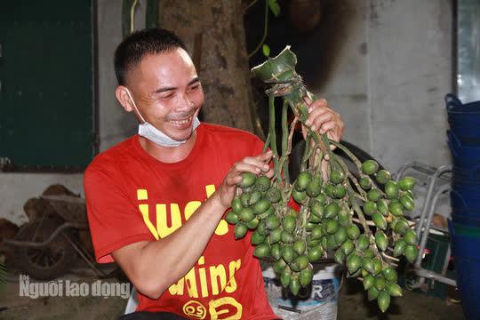 Anh Phạm Văn Dũng, xã Phùng Minh, huyện Ngọc Lặc cũng có thâm niên hơn 10 năm đi treo cau mưu sinh. Năm nay cau có giá khoảng 60.000-80.000 đồng/kg nên bản thân anh Dũng và người dân cũng có thu nhập khá. Mỗi tháng dao động từ 9 đến 10 triệu đồng