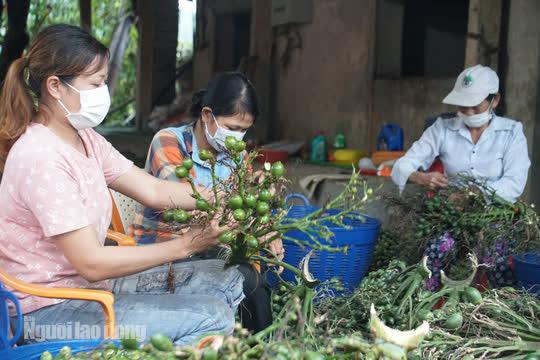 Không chỉ những người đi trèo cau nhập cho đại lý, mùa cau về còn giúp cho hàng trăm người dân gần các cơ sở thu mua có thêm thu nhập. Mỗi ngày bẻ cau, người dân có thể kiếm được khoảng 200.000 đồng