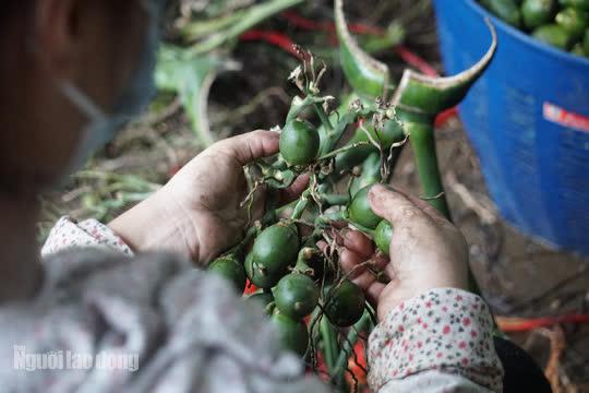 Cau sau khi bẻ khỏi cọng sẽ được tập kết...