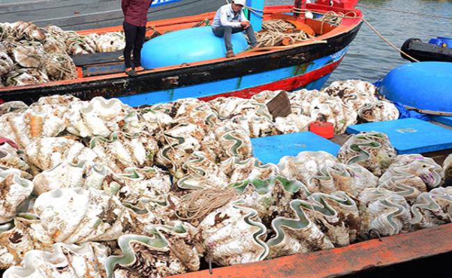 Nhu cầu tiêu thụ vỏ sò tai tượng trên thị trường rất lớn. Sò có kích thước dài 1 mét trở lên thì được thu mua giá tốt, từ 50 - 60 triệu đồng/con là… bình thường.&nbsp;
