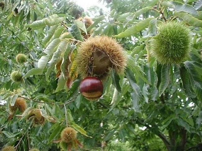 Loại cây này cho trái nhiều lông, đi nhặt về tách phần lông bên ngoài, lấy phần bên trong đem bán.
