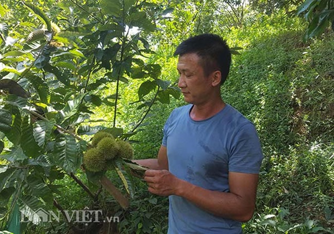 Ngoài ăn thông thường, đây còn là hạt tốt cho thận, khoẻ xương, có tác dụng chữa bệnh.
