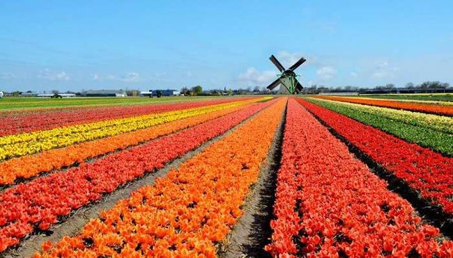 Công viên Keukenhof ở Hà Lan là một vùng đất&nbsp;rộng lớn được bao phủ bởi khoảng 7 triệu bông hoa rực rỡ sẽ khiến du khách say mê ngay từ cái nhìn đầu tiên.&nbsp;
