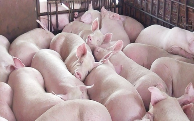 Giá lợn hơi giảm khiến nông dân lao đao
