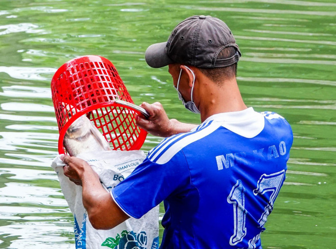 Nhiều người sống dọc bờ sông cho biết, mấy năm gần đây nước sông chủ yếu đen đặc, bốc mùi hôi thối nhưng 2 - 3 ngày nay do mưa nhiều và Hồ Tây xả nước nên nước chuyển màu xanh, không còn mùi khó chịu, kéo theo đó là hàng đàn cá lớn, nhỏ.