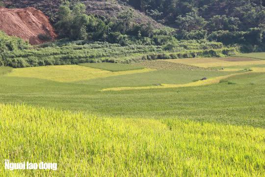 Vào những ngày này, Pù Luông đang bước vào mùa lúa chín