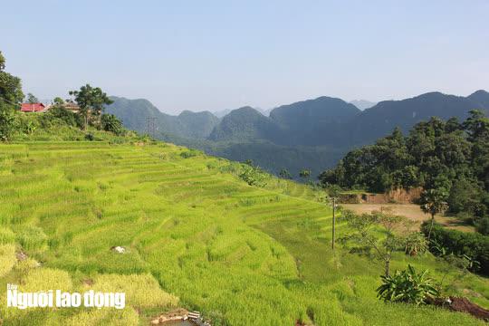 Thời điểm này những cánh đồng lúa ở Pù Luông bắt đầu chín rộ là cơ hội để mọi người dân trong tỉnh Thanh Hóa có thể tới đây thưởng ngoạn cảnh đẹp