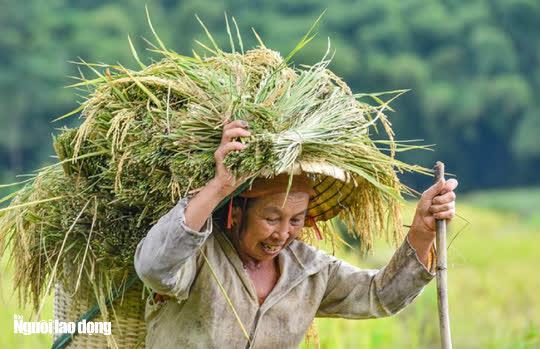 Nông dân vùng cao Thanh Hóa gùi "mùa vàng" về nhà