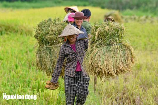 Dưới tiết trời thu mát mẻ, những người nông dân bản địa vui vẻ lao động trên ruộng