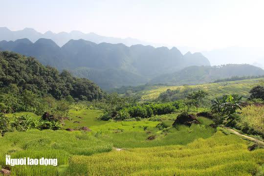 Những cánh đồng lúa vàng lẩn khuất giữa những bản làng vùng cao chạy dài, hút tầm mắt nơi núi rừng hùng vĩ