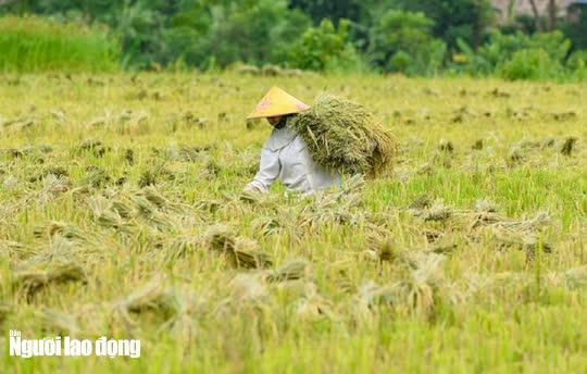 Người dân địa phương đã bắt đầu thu hoạch lúa