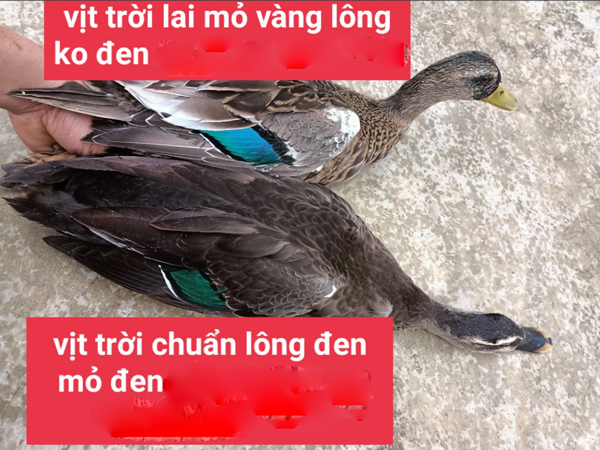 Anh Khương chỉ cách phân biệt vịt trời và vịt trời lai.