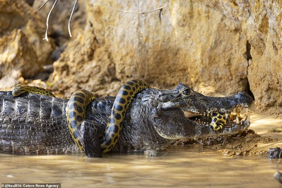 Anaconda là loài trăn lớn nhất thế giới.