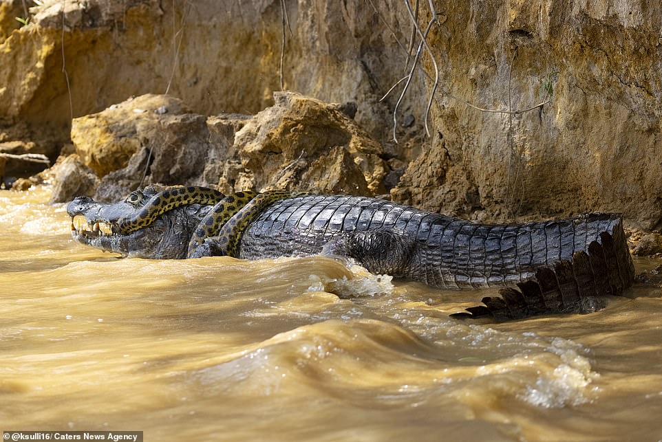 Trăn anaconda từng nhiều lần săn cá sấu trong tự nhiên.