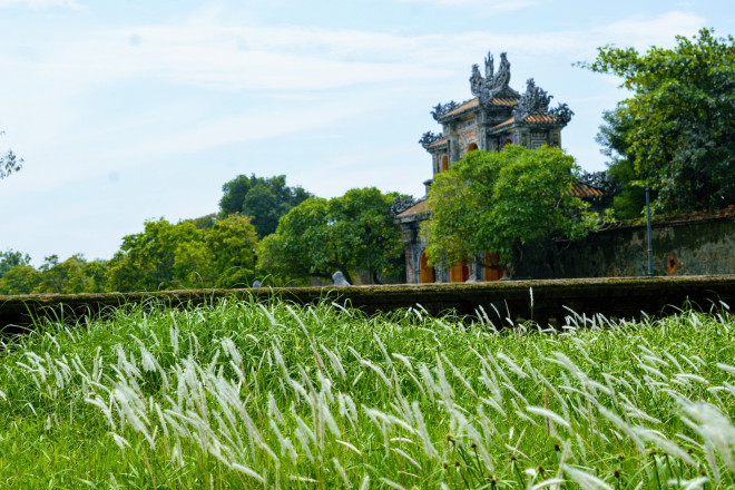 Xung quanh Hoàng thành, cỏ tranh mọc dày đặc. Nhiều người di chuyển ở các con đường Đoàn Thị Điểm, Đặng Thái Thân... dễ dàng nhận ra sự hiện diện của loài cỏ này.