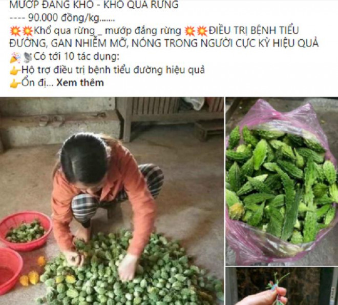 Với công dụng đặc biệt trong hỗ trợ điều trị bệnh, giá của mướp đắng rừng luôn cao gấp 5, 6 lần mướp đắng thường.