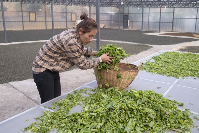 Chị Quách Trung Phi cho hay, mặc dù mỗi ngày công việc chăm sóc vườn chè và nhà máy sản xuất trà vất vả song không hề cảm thấy mệt mỏi, cơ cực như trước.

