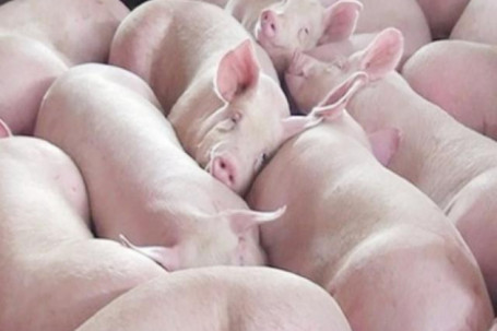 Giá lợn lao dốc không phanh, chỉ còn 33.000 đồng/kg, thấp nhất trong vòng 2 năm qua