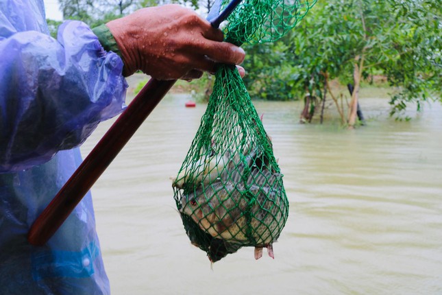 Những con cá sau khi đánh bắt sẽ được đựng vào những chiếc túi lưới.