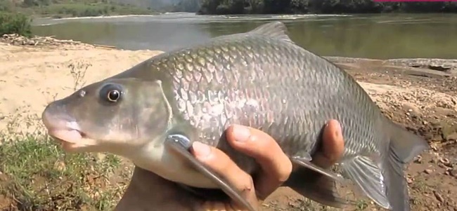 Cá dầm xanh thuộc họ cá chép, nó có nhiều tên gọi như cá dầm, cá rầm , cá dầm đất, cá dầm xanh.
